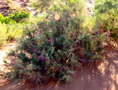 Gobi desert plants