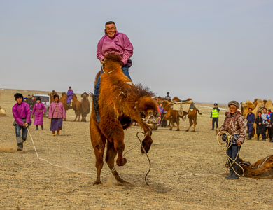Mongolia camel training