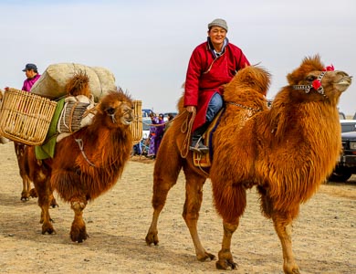 Mongolia two humped camel