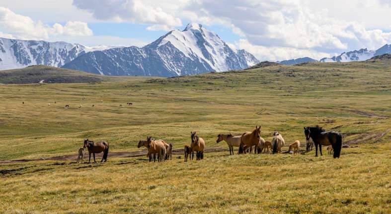 Mongolia altai mountain group tour