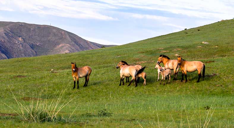 Mongolia Przewalski horse