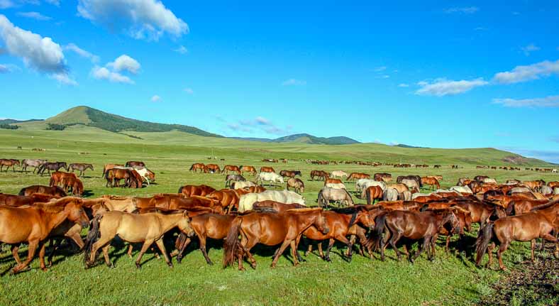 Mongolia horse herd
