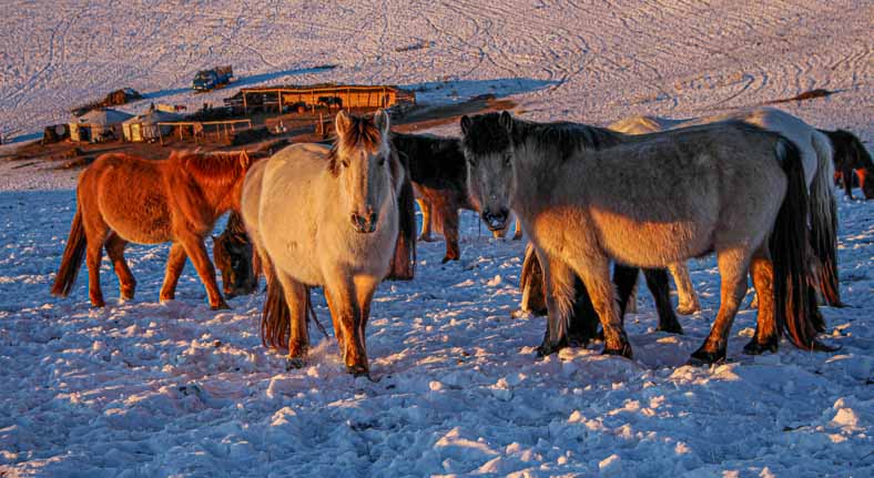 Mongolia horses in winter