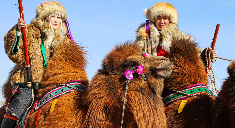 Mongolia camel herder