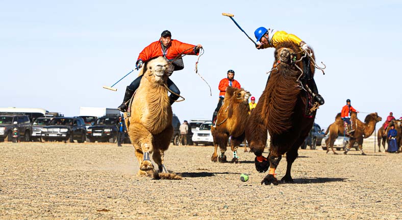 Mongolia camel polo