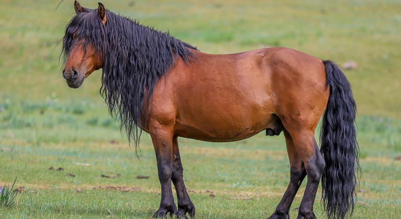 Mongolia stallion