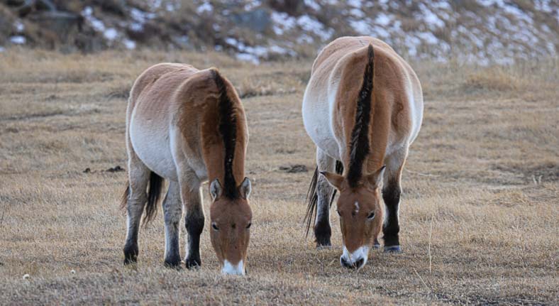 Mongolia wild horses