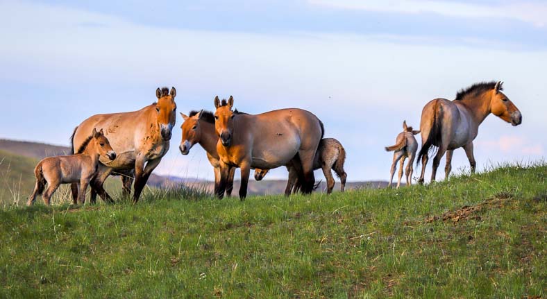 Mongolia Wild Horse