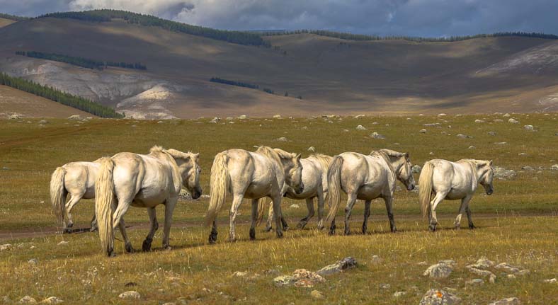 Northern Mongolia horses