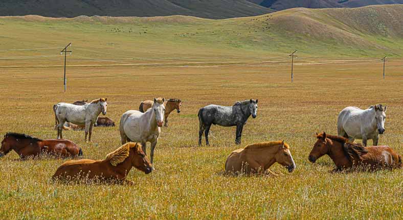 Mongolia horses