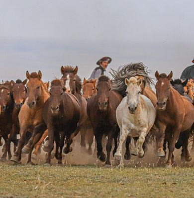 Gobi desert horse riding