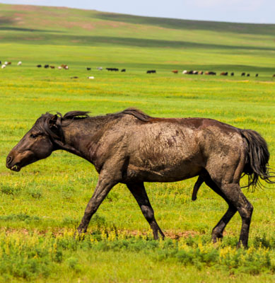 Mongolia horse riding trip