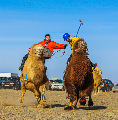 Mongolia camel polo