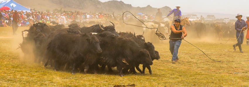 Mongolia yaks