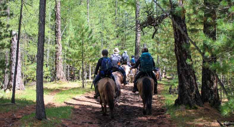 Taiga forest horse riding