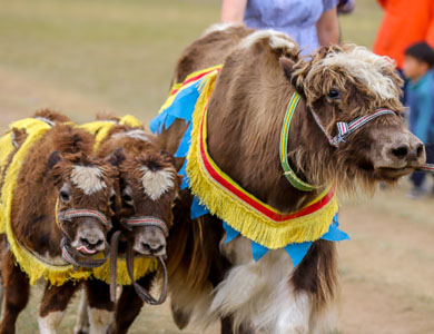 Mongolian yak